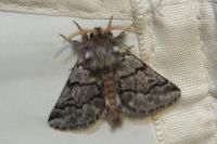 Thaumetopoea pityocampa