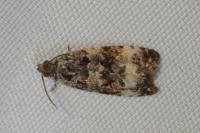 Endothenia gentianaeana/marginana/oblongana