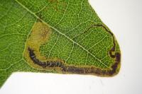 Stigmella