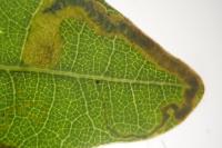 Stigmella