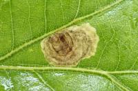 Tischeria decidua