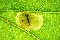 Tischeria decidua