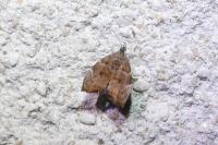 Choreutis nemorana