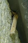 Ancylolomia tentaculella