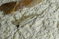 Crambus pascuella