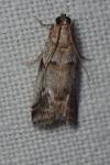Acrobasis fallouella/glaucella