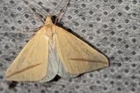 Rhodometra sacraria