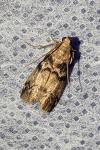 Euzophera pinguis