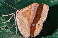 Camptogramma bilineata