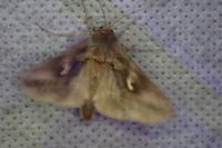 Autographa gamma
