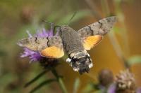 Macroglossum stellatarum