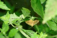 Camptogramma bilineata