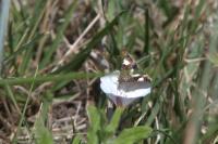 Tyta luctuosa