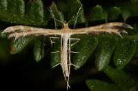 Oxyptilus