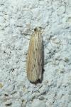 Ematheudes punctella