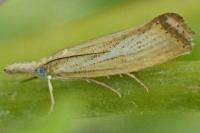 Agriphila straminella