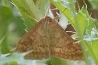 Ostrinia nubilalis/scapulalis