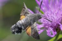 Macroglossum stellatarum