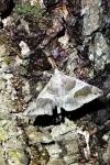 Dysgonia algira