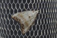 Nola infantula