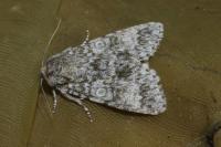 Acronicta megacephala