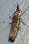 Platytes alpinella