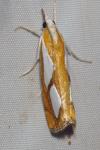 Catoptria pinella