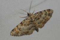 Gymnoscelis rufifasciata