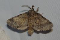 Gluphisia crenata