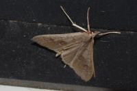 Mecyna asinalis