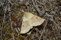 Crocallis elinguaria
