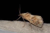 Cynaeda dentalis
