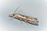 Platytes alpinella