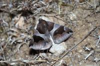 Dysgonia algira