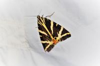 Euplagia quadripunctaria