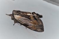 Harpyia milhauseri
