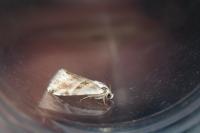 Eublemma candidana