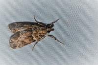 Eudonia mercurella