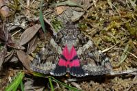 Catocala coniuncta