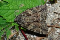 Catocala dilecta