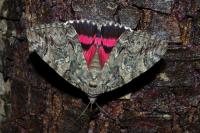 Catocala dilecta
