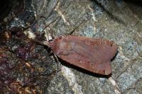 Noctua pronuba