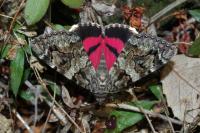 Catocala coniuncta