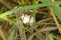 Lomaspilis marginata