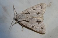 Acronicta psi