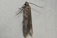 Blastobasis phycidella