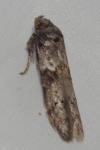 Blastobasis glandulella