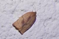 Choristoneura lafauryana