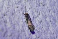 Cephimallota crassiflavella