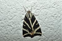 Euplagia quadripunctaria